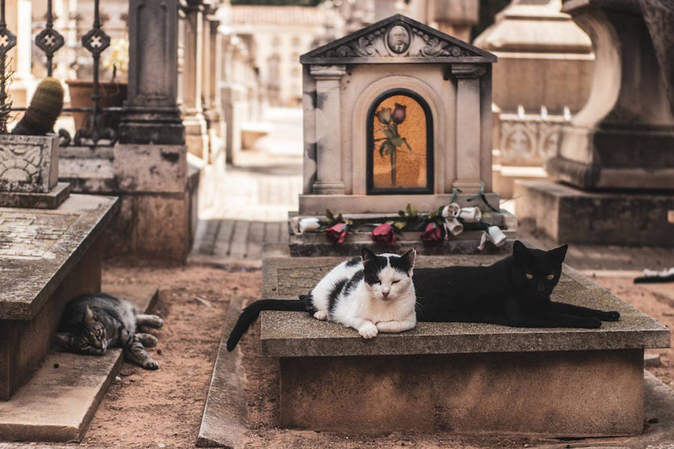 Fotos: Los rincones más sorprendentes del Cementerio de Valencia | Las